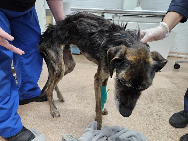 When he was found he was unable to lift his head up, stand or eat. Picture: Lost Dogs’ Home