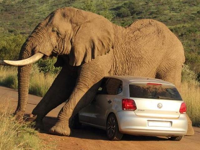 Belly the elephant uses a VW Polo as a scratching post. Photo: Armand Grobler/Barcroft Media. Source: Twitter @TelegraphPics.