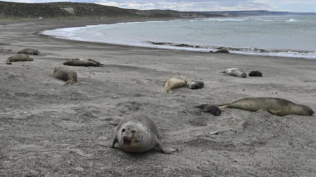 The H5N1 avian influenza virus has killed thousands of marine mammals overseas meaning Australia needs to assume our marine mammals will also be susceptible. Picture: Luis Robayo / AFP