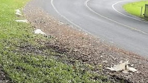 Brinsmead residents have been appalled after a flock of cockatoos were run down by a motorist on Loridan Dr last week. Picture: Kody Hawkins