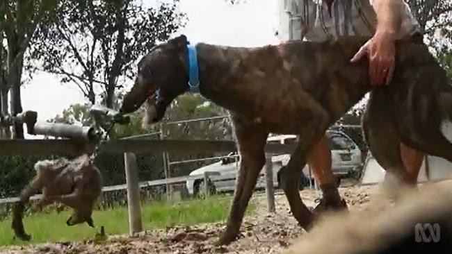 A greyhound mauls a possum after it was hung live on a lure. Picture: ABC