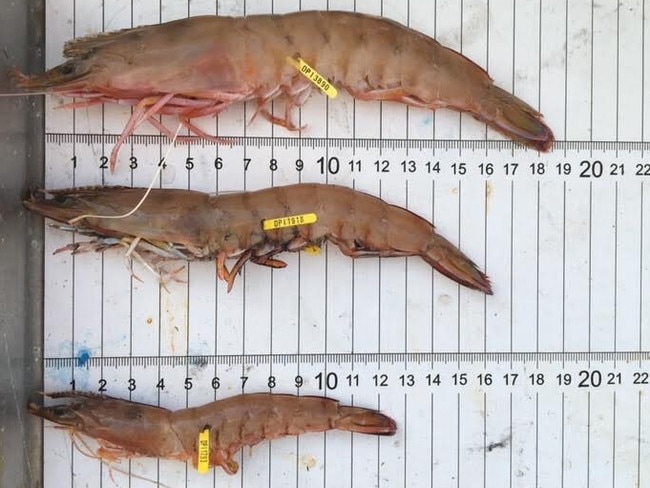 Thousands of prawns have been tagged to learn about their distribution.