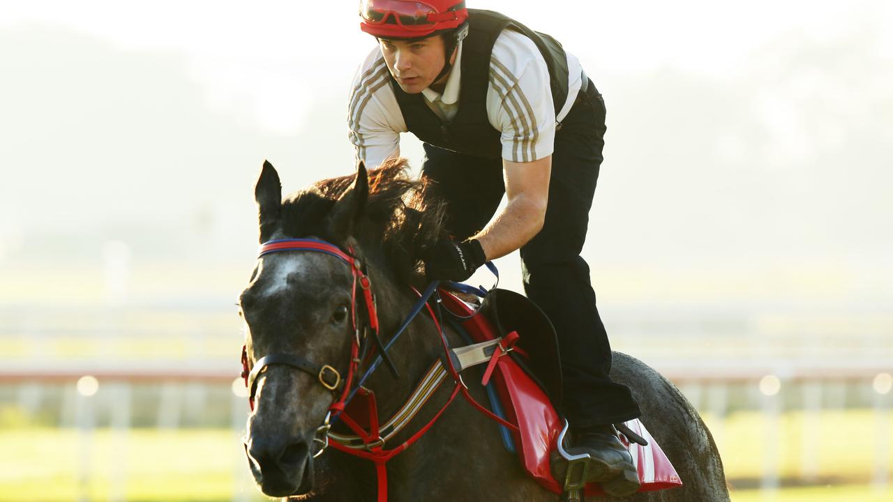 Eagle Farm trackwork. Arabian Gold. Pic Mark Calleja