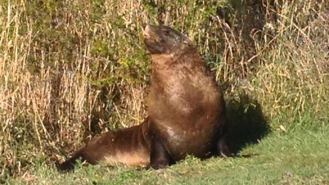 An Australian fur seal in the Launceston suburb of Newstead.