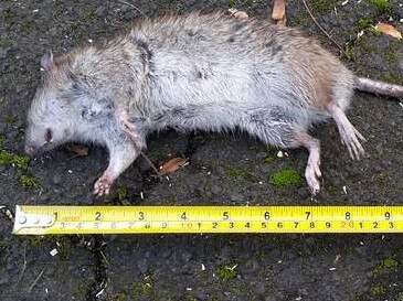 Rats as long as 30cm have been seen scurrying around the village.