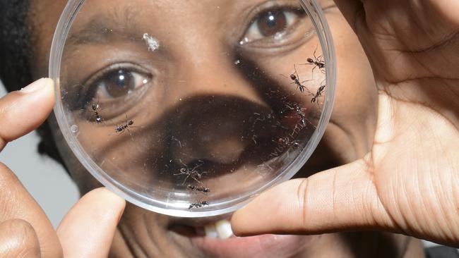 Professor Tanya Latty is an insect researcher at Sydney University.