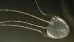 A woman has been stung by a suspected Irukandji jellyfish in the Whitsundays.