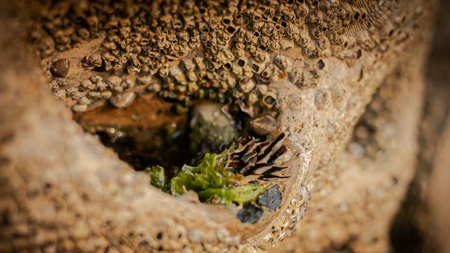 Close up of life in a ‘rockpool’ cup taken at Sawmillers Reserve. Picture: Leah Wood