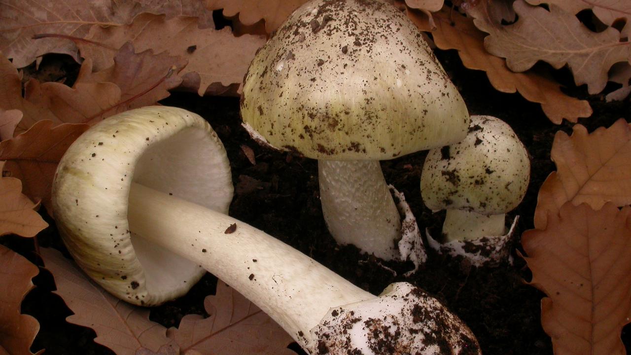 Death-cap mushrooms found in the Adelaide Hills. Picture: Supplied by SA Health