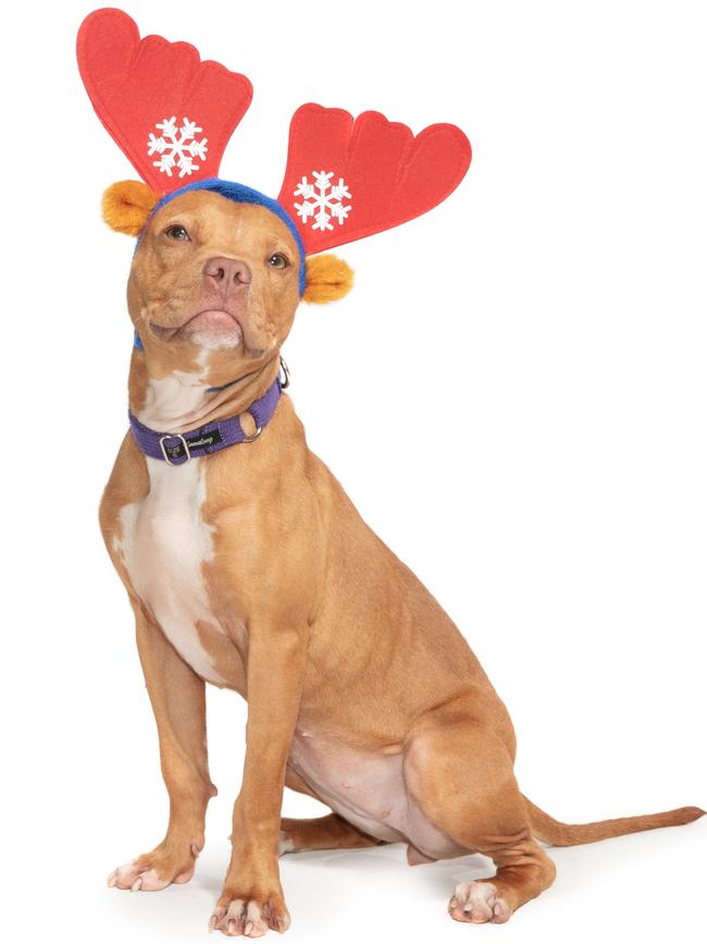 Donut is a one-year-old female American Staffordshire terrier.