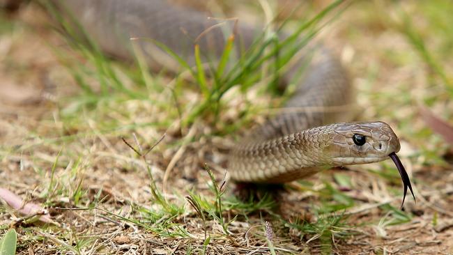 An eastern brown snake. Picture: Troy Snook