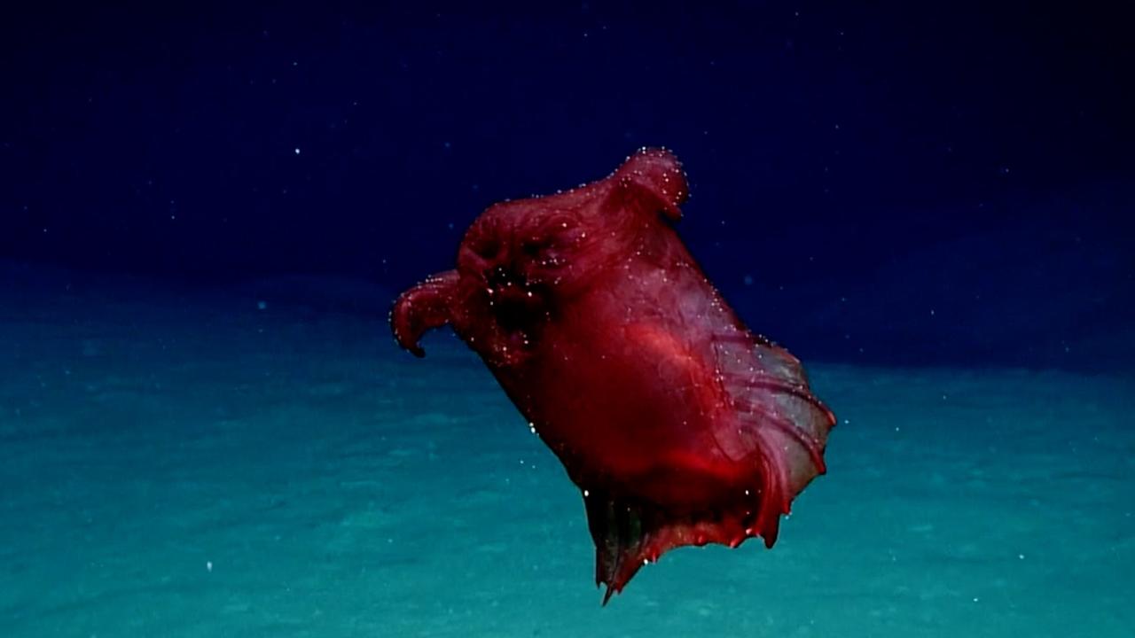 Scientists have captured footage of a deep-sea swimming sea cucumber known as the 'headless chicken monster'.