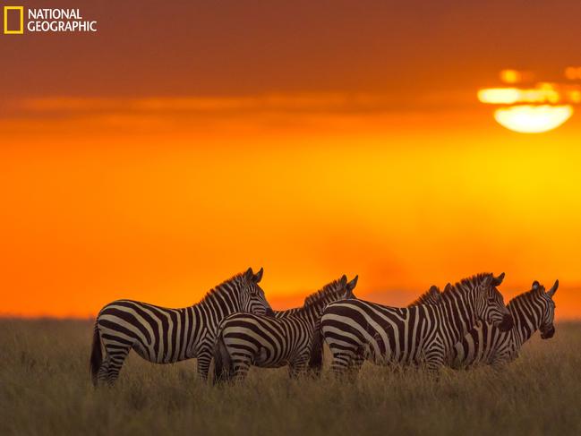 Tequila Sunset ... We were returning from a very successful day in the Masai Mara and were rushing to make it out the gate at the opposite end of the park, late one evening, when this scene presented itself. The beautiful melting orb of the sun, seeping through the clouds, lighting the sky a vibrant orange and in the foreground were these 4 zebras, set against that backdrop. Picture: Zhayynn James/2016 National Geographic Nature Photographer of the Year