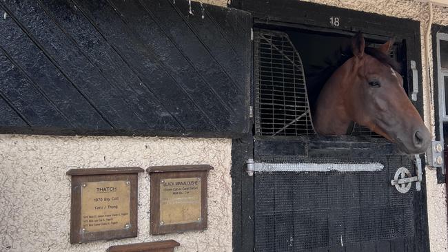 Tower Of London, trained by Aidan O'Brien, is set to be nominated for the Melbourne Cup. Picture: VRC