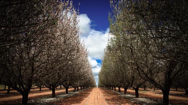 Adveq Almond Trust II’s orchards at Robinvale.