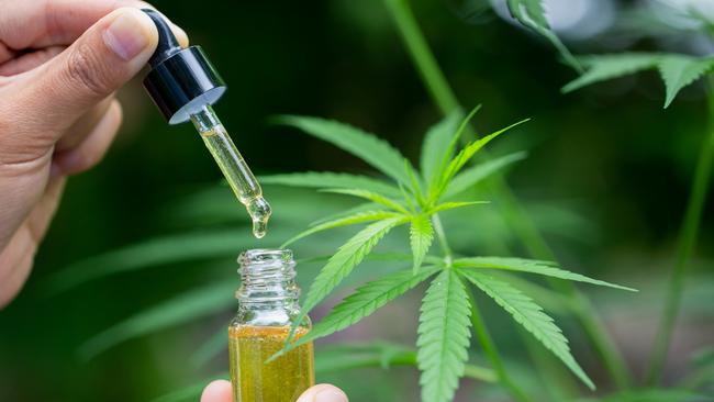 Stachiw grew and manufactured cannabis oil. Picture: iStock.