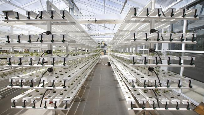 A greenhouse growing plants for the rooftop farm. Picture: David Caird