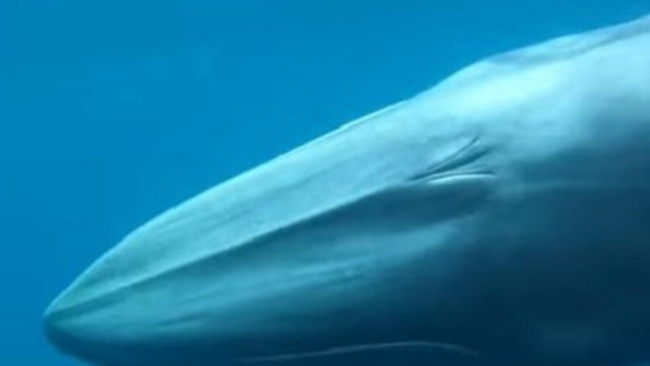 Omura whale spotted