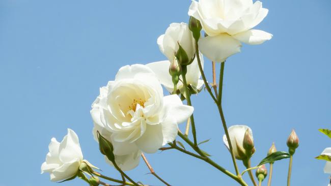 Popular and new varieties of roses will sell out quickly, so do not delay.