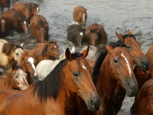 It would be legal to sell and eat horse meat under proposed changes to SA law. Picture: Peter Lorimer