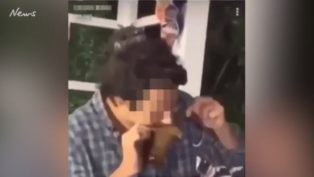 Man filmed eating chunks of possum