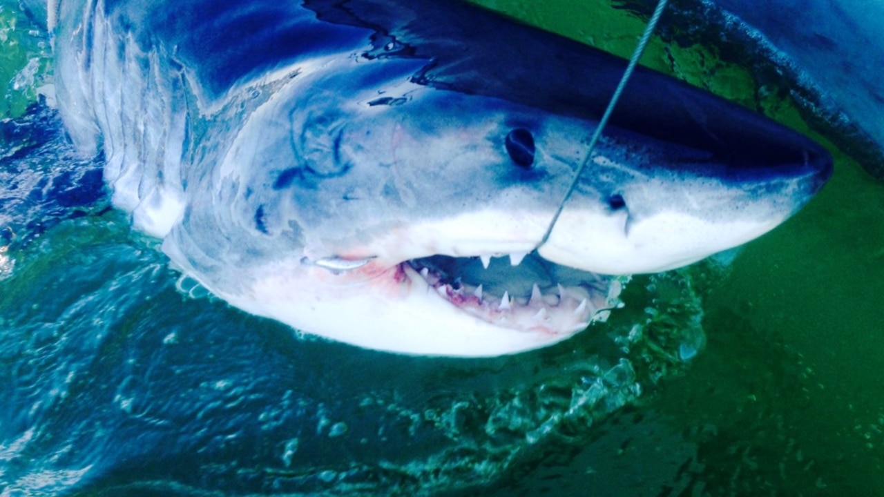 Shark drumlines rolled out in Qld after great white shark sighting