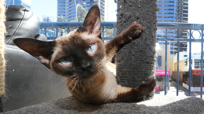 An in depth look into the Crazy Cat Cafe at Surfers Paradise, behind the scenes. Cats at work and play. Picture Glenn Hampson