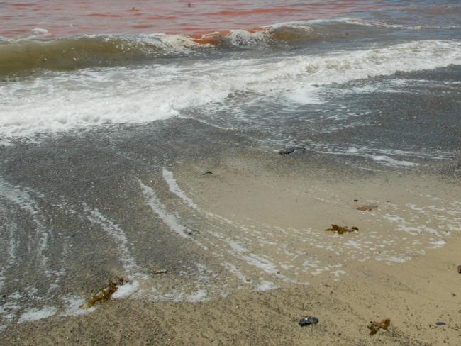 Central Coast Extra.Local resident Sonja Taylor walks along the beach with the red Algae floating in & around Cabbage Tree Bay ( near Norah Head ) on the Central Coast .Story Nolan.