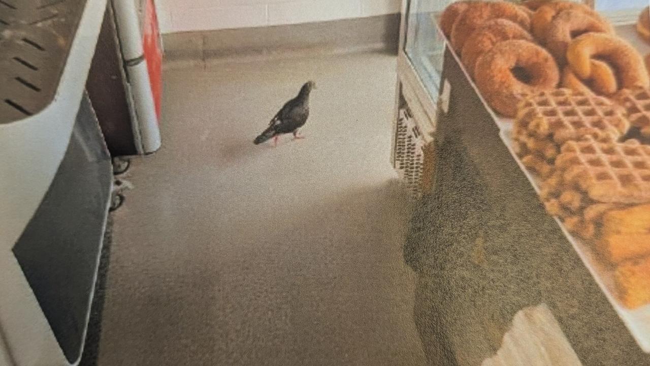 Pictures captured by City of Gold Coast Environmental Health Officers of dirty conditions inside former Mermaid Beach bakery Pane Organico. Picture: Supplied