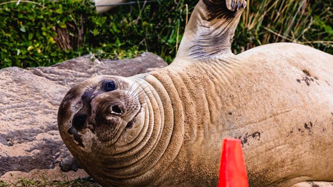 Neil the Seal at Clifton Beach Picture: Linda Higginson