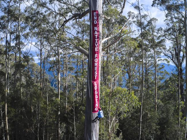 Bob Brown Foundation protesters in the Styx Valley.