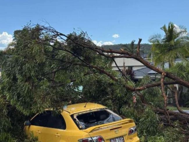 Trees felled at Carina Heights. Picture: Jen Hadson