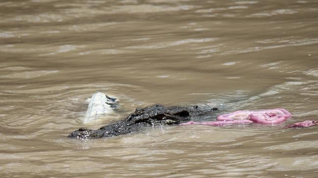 The croc was bloated and stank. Each to their own. Picture: Andrew Betteridge