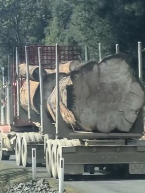 Photos from the Florentine Valley in Tasmania showing a giant native Eucalyptus on the back of a truck. Picture: Bob Brown Foundation