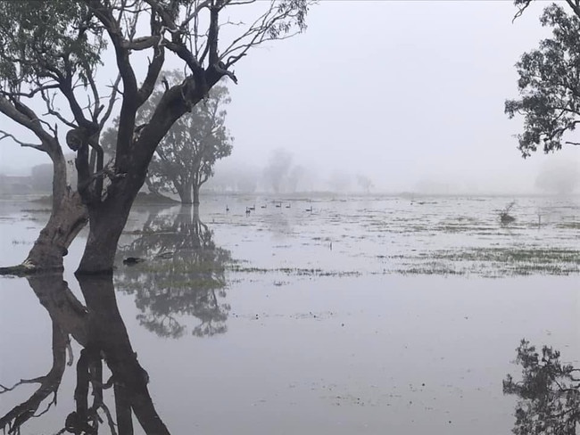 Marcia Miller posted in "Who Got Rain"  Facebook site 45.5mm Daydawn, Midgee Qld 4702 in last 24 hours