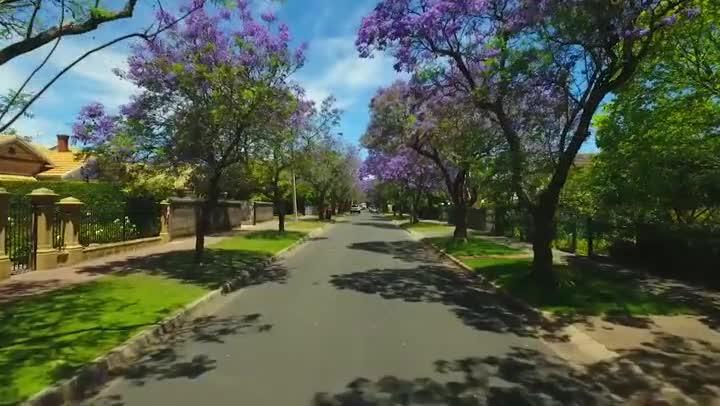 Jacaranda tree's from the air