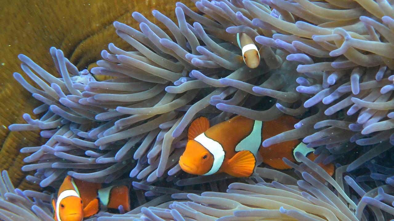 The Great Barrier Reef Foundation is a not-profit company funded by companies including BHP and Rio Tinto. Picture: William West/AFP