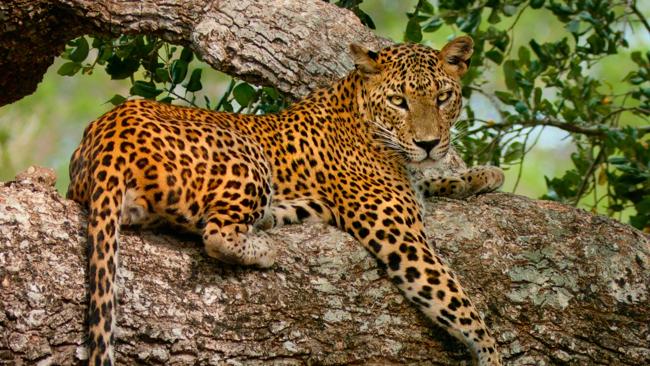 Leopard kills boy, 5, on trip to toilet in India | news.com.au ...