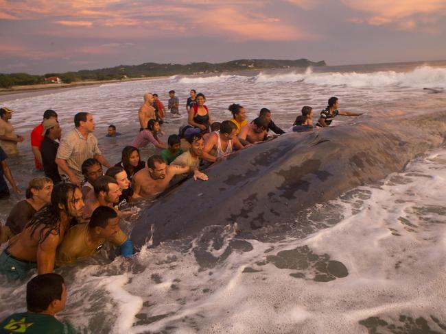 Giving up ... helpers were unable to rescue the beached whale before sunset. Picture: AP