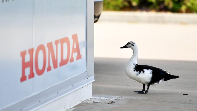 Townsville Honda was surprised when a duck showed up at their dealership. Staff fed and watered the duck and nicknamed him Jazzy. Picture: Alix Sweeney