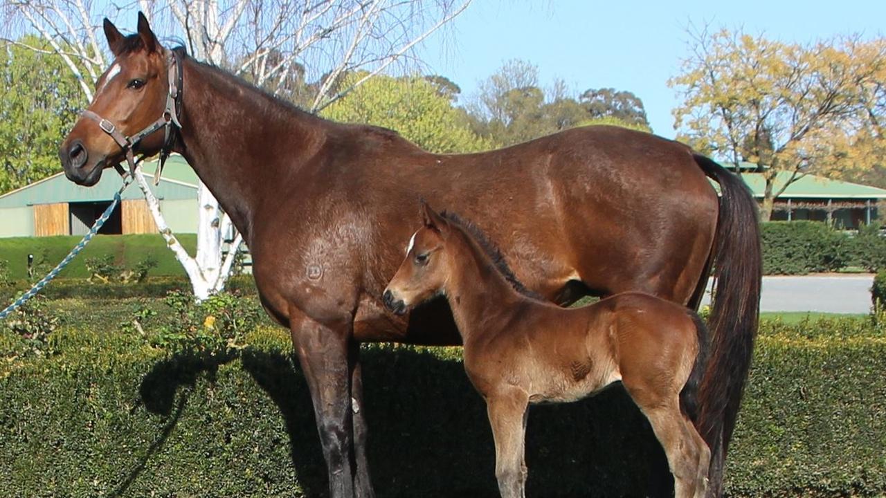 Broodmare Caves with her first-born foal Subterranean at Silverdale Farm.