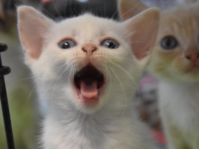The cats and kittens were found living in horrible conditions. Picture: generic