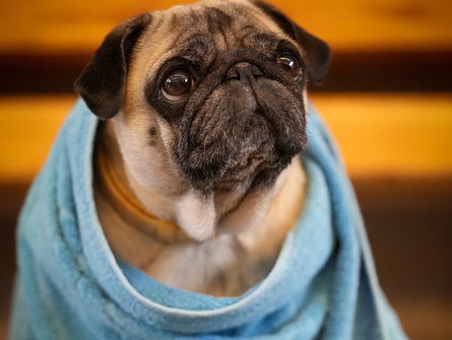 Refugee dog Milochka keeps warm at Zahony train station after arriving from Ukraine with his owners. Picture: Christopher Furlong/Getty Images