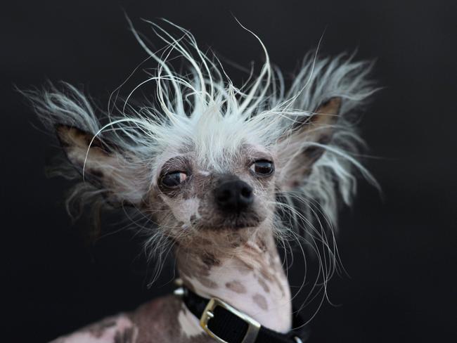 World’s Ugliest Dog: deformed mutt Quasi Modo takes our first prize ...