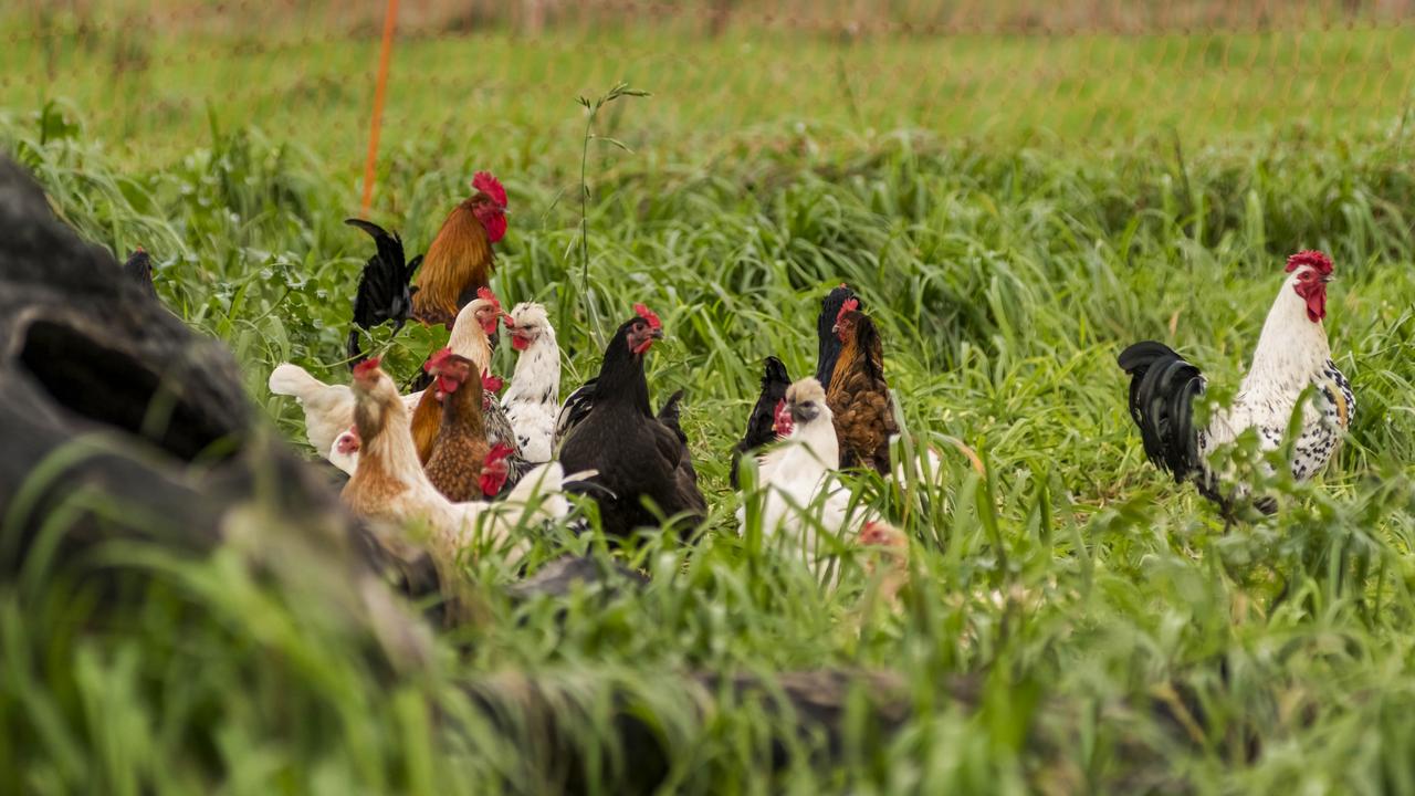 Nick also raises 100 chooks for eggs and 35 pigs. Picture: Phillip Biggs