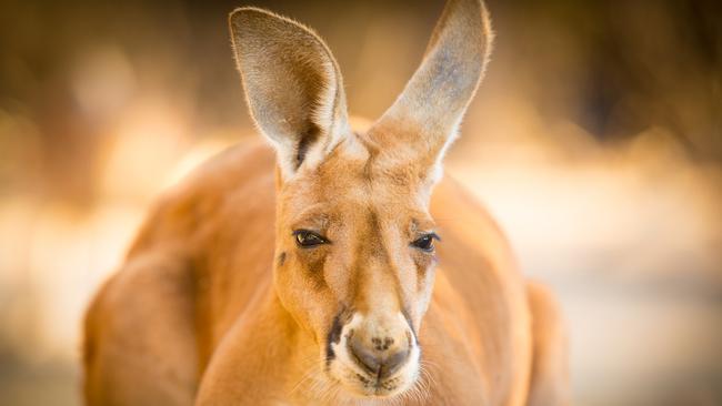 A large male red kangaroo from Central Australia. Picture: File