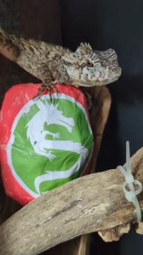 Dragons of Adelaide Zoo ready to ring in the Lunar New Year