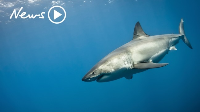 Massive shark prowls near swimmers in same spot where man was mauled to  death - World News - Mirror Online