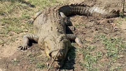 Berry Springs Tavern's new saltie, Soft Croc. Picture: Instagram/ Matt Wright