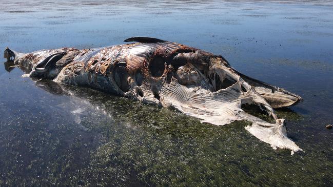 A drone picture of the whale carcass at St Kilda Bay, supplied by Senator Rex Patrick.